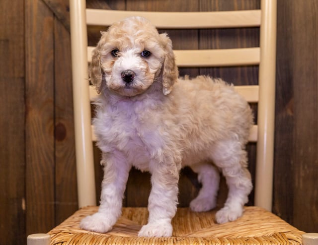 Valentine is an F1B Sheepadoodle that should have  and is currently living in Iowa