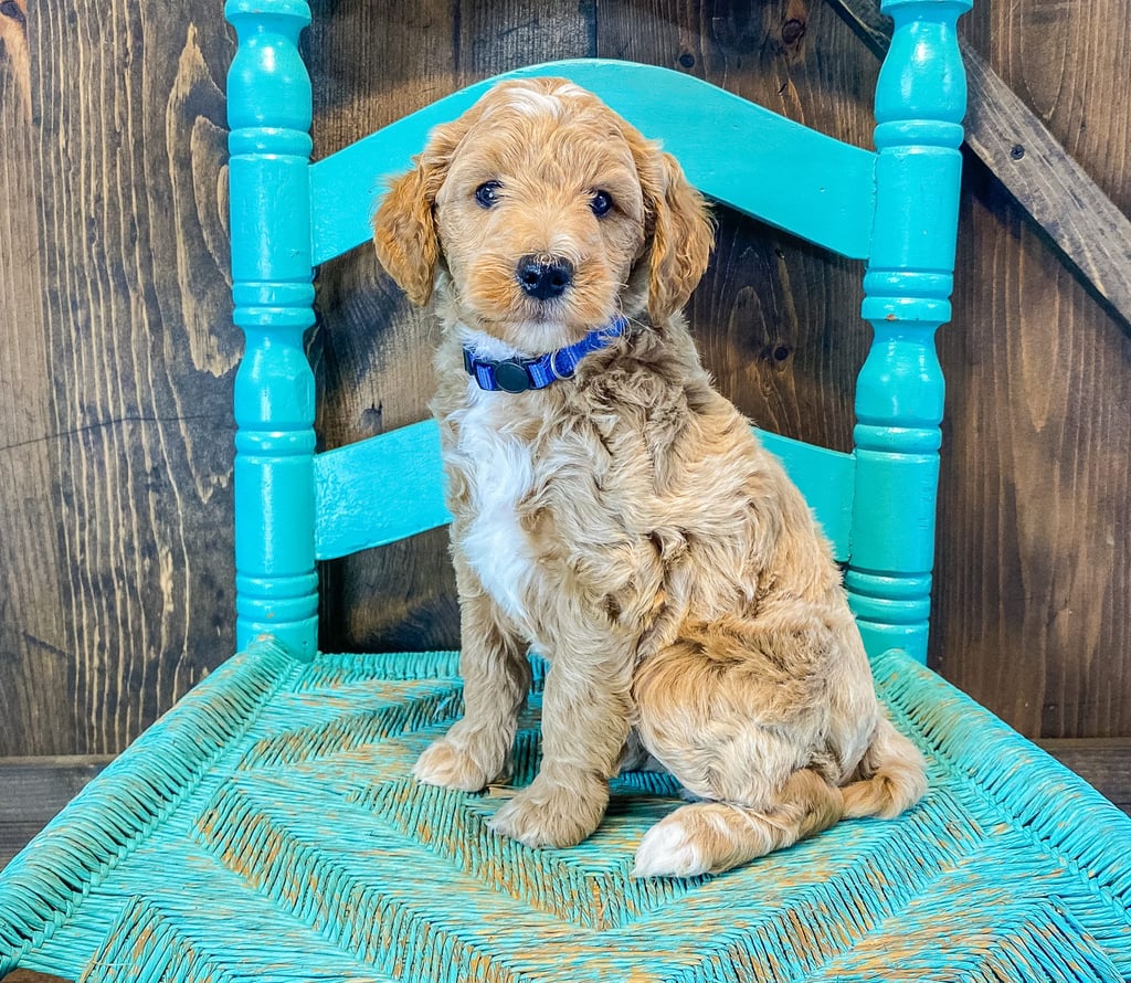 AJ is an F2B Goldendoodle that should have  and is currently living in Nebraska