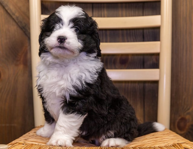 Alex is an F1 Bernedoodle that should have  and is currently living in South Dakota