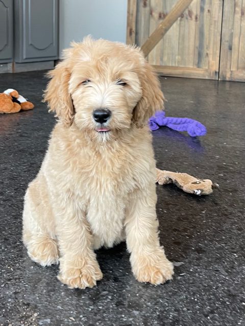 A picture of a Stella, one of our Standard Goldendoodles puppies that went to their home in Minnesota