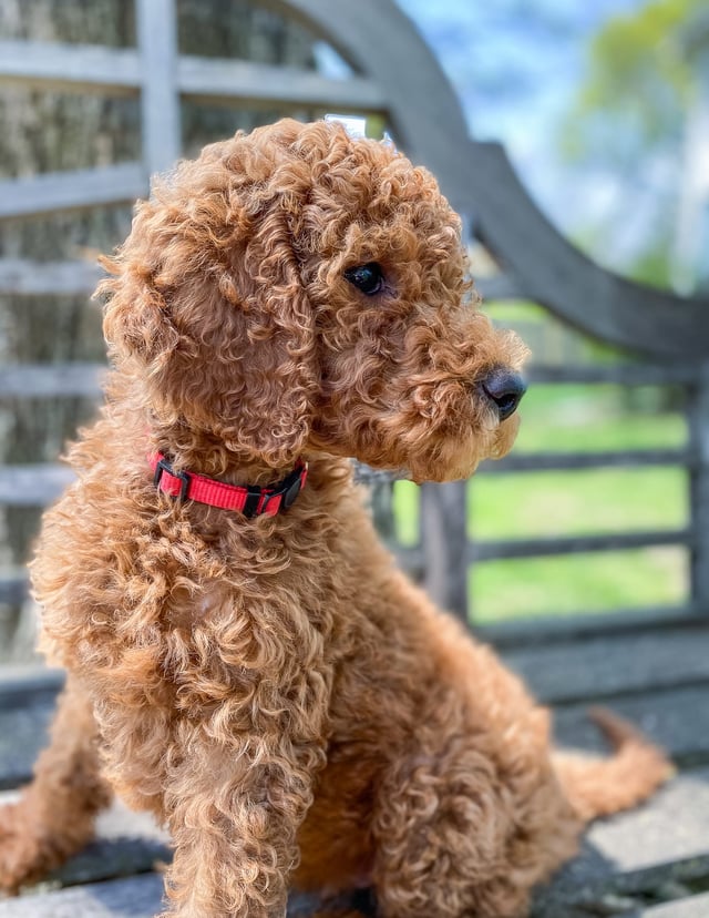 Xander was born on 02/08/2021 and is a Nebraska Irish Doodle