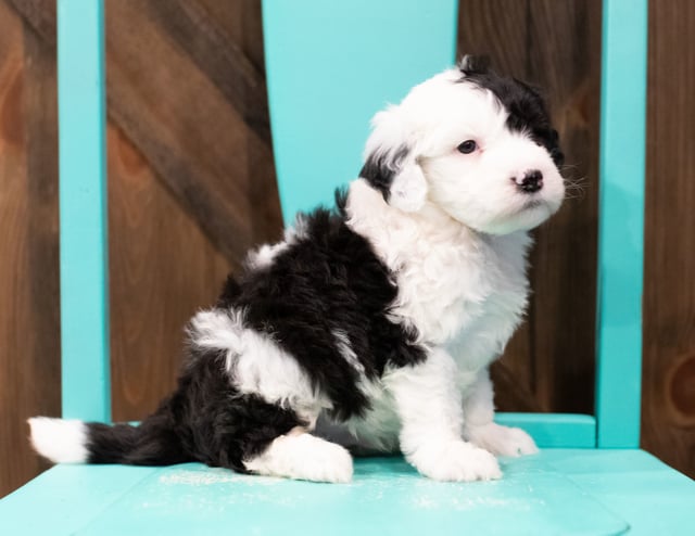 A picture of a Engy, one of our Mini Sheepadoodles puppies that went to their home in Nebraska