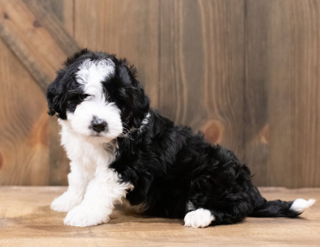 Derik is an F1B Sheepadoodle that should have  and is currently living in New York