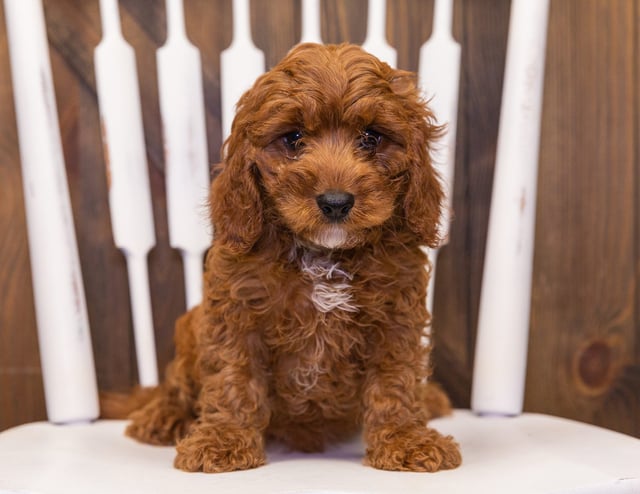 Nax is an F1 Cavapoo for sale in Iowa.