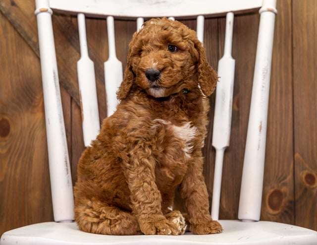 A picture of a Zach, one of our Mini Goldendoodles puppies that went to their home in California