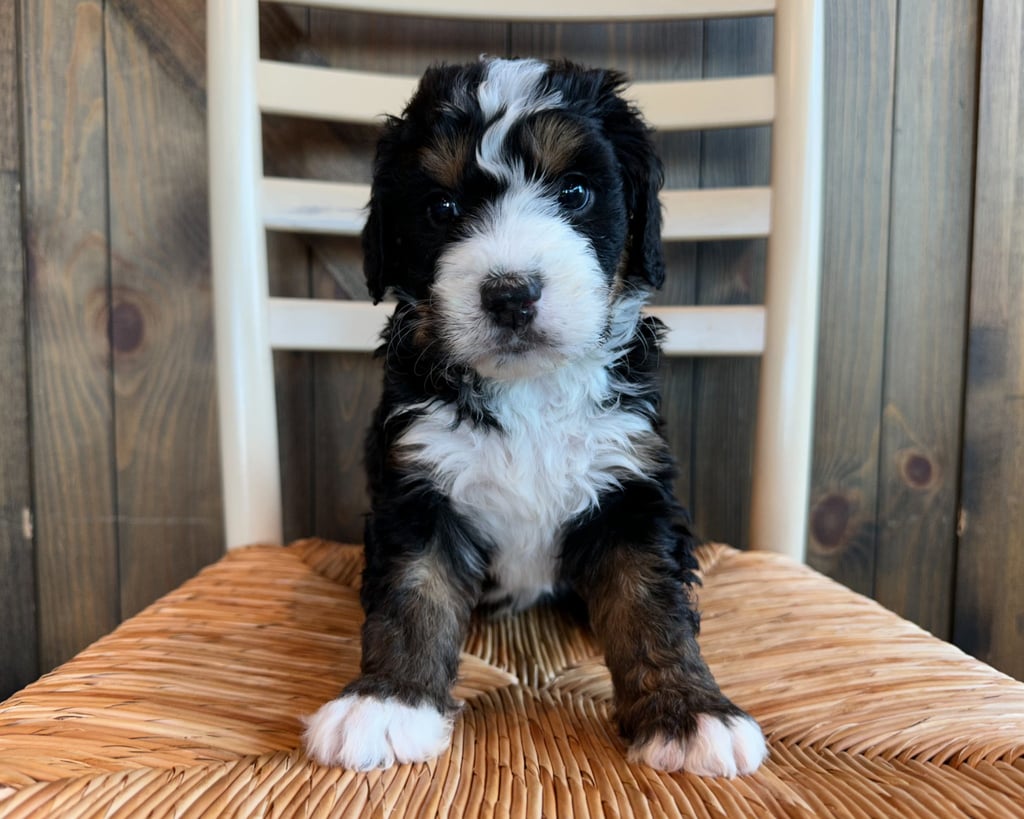 James is a Standard Bernedoodle Puppy For Sale