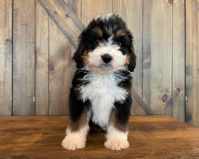 A picture of a Zola, one of our Standard Bernedoodles puppies that went to their home in Illinois