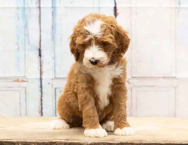 Wako is an F1B Goldendoodle that should have  and is currently living in Minnesota