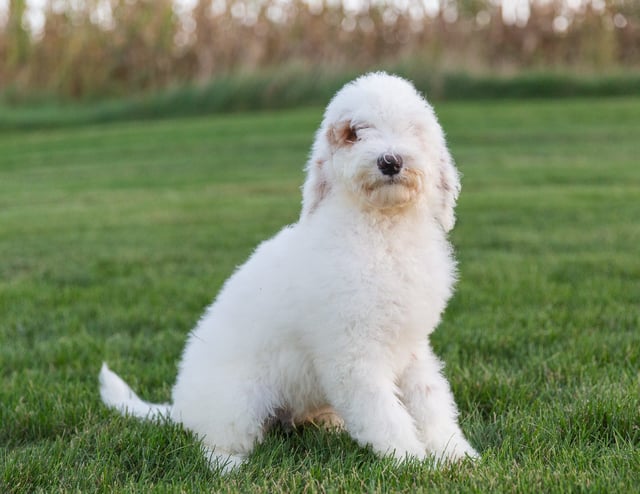 Xylon is an F1B Goldendoodle for sale in Iowa.