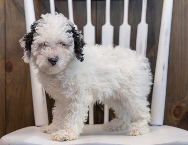 Gem is an  Poodle that should have  and is currently living in Illinois