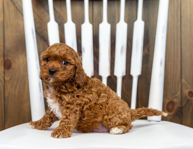 Xyla is an F1 Cavapoo that should have  and is currently living in Iowa