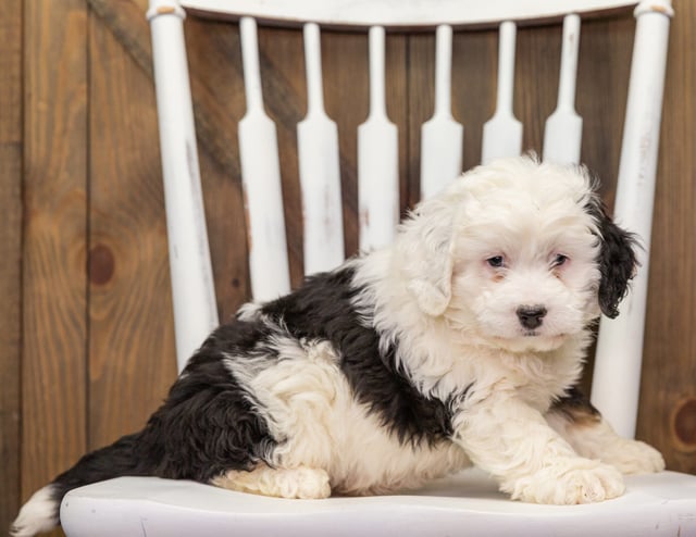 Andia is an F1 Bernedoodle that should have  and is currently living in Ohio