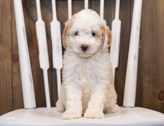 Sheepadoodles bred in in Iowa by Poodles 2 Doodles