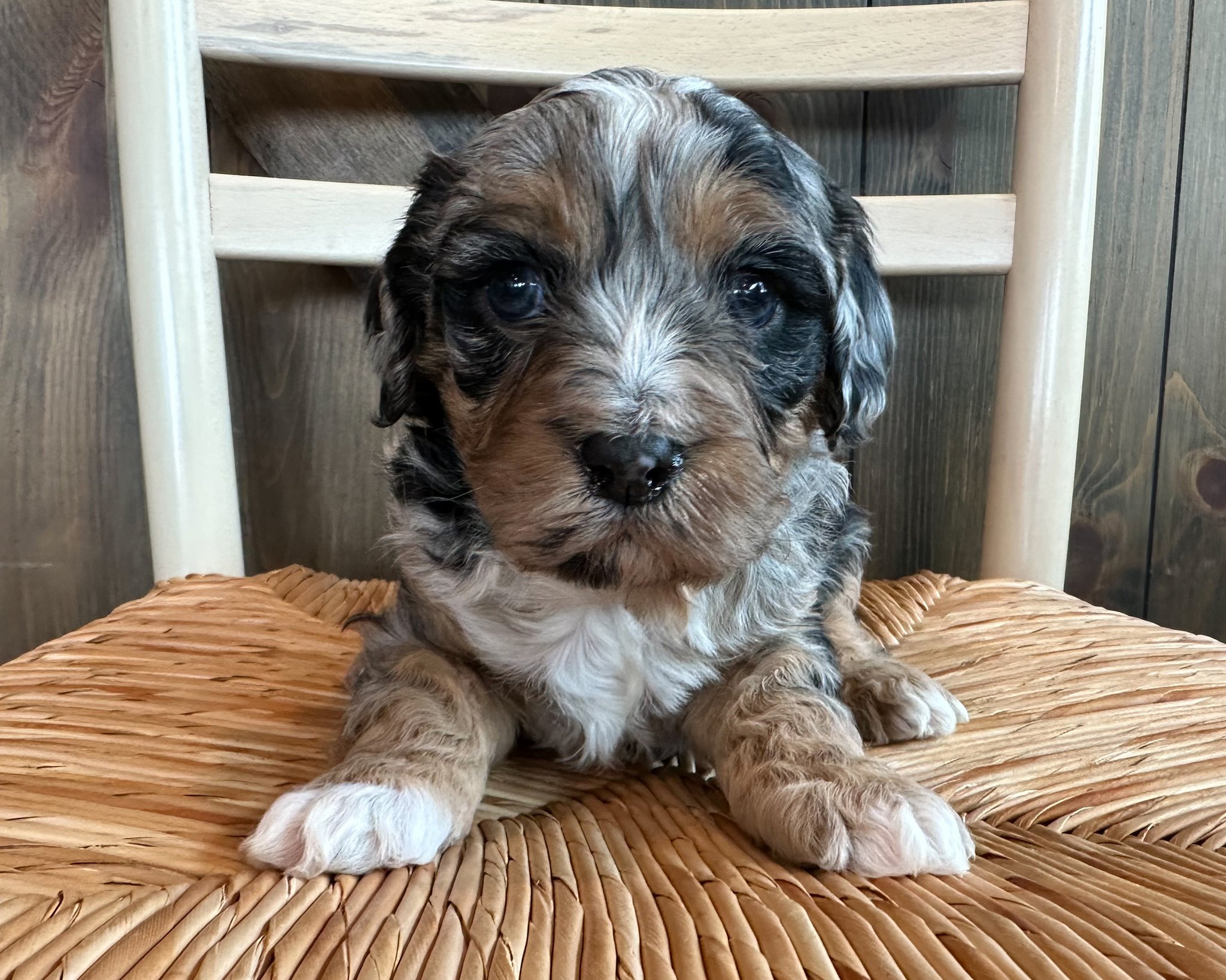 A litter of Petite Cavapoos raised in Iowa by Poodles 2 Doodles