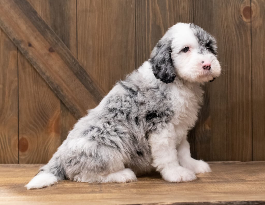 Ziggy is an F1 Sheepadoodle that should have  and is currently living in North Carolina