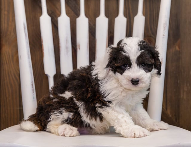 A picture of a Axl, one of our  Sheepadoodles puppies that went to their home in Nebraska