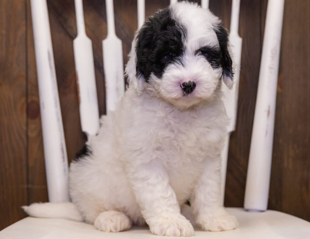 A picture of a Nadia, one of our Standard Sheepadoodles puppies that went to their home in Georgia