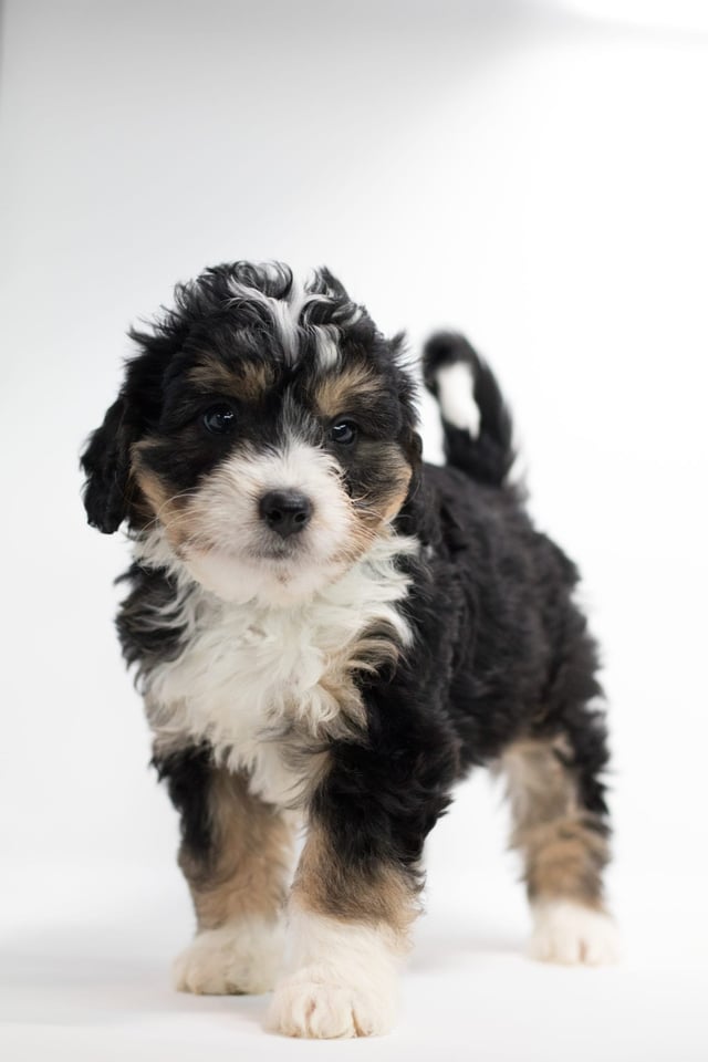 Another great picture of Frodo, a Bernedoodles puppy