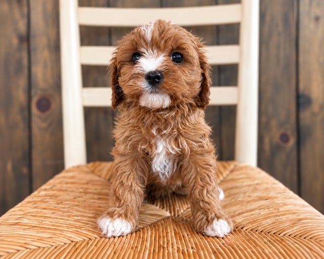 A picture of a Fiona, a gorgeous Petite Cavapoos for sale