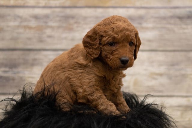 A picture of a Hula, a gorgeous Mini Goldendoodles for sale