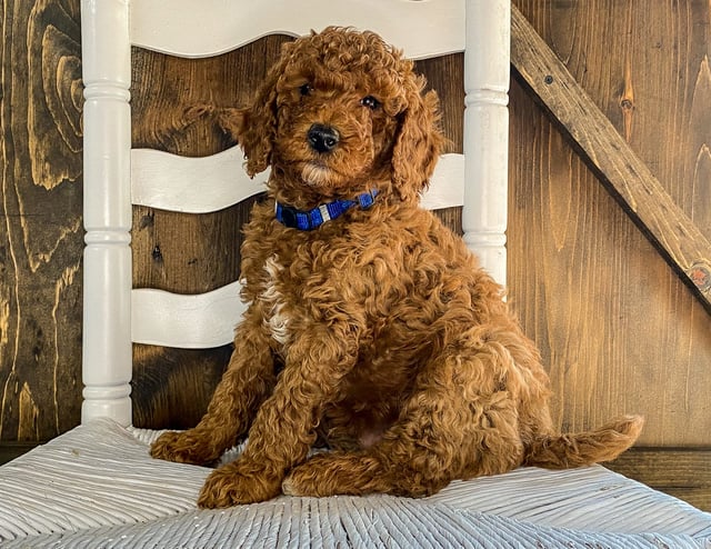 X-Ray is an F1BB Irish Doodle that should have  and is currently living in Iowa