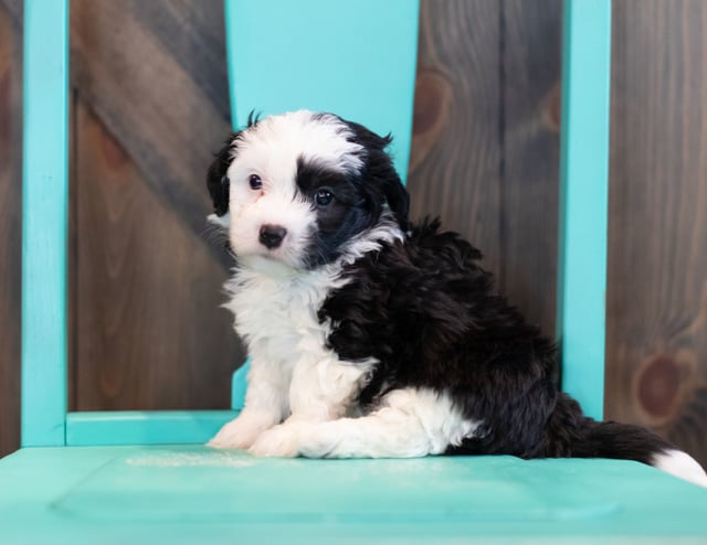 Unity is an F1 Sheepadoodle that should have  and is currently living in Massachusetts