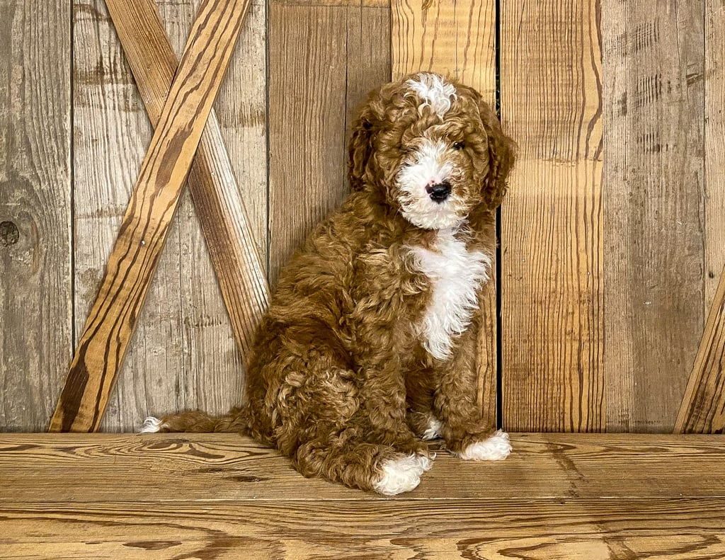 A picture of a Jack, one of our Mini Goldendoodles puppies that went to their home in Massachusetts