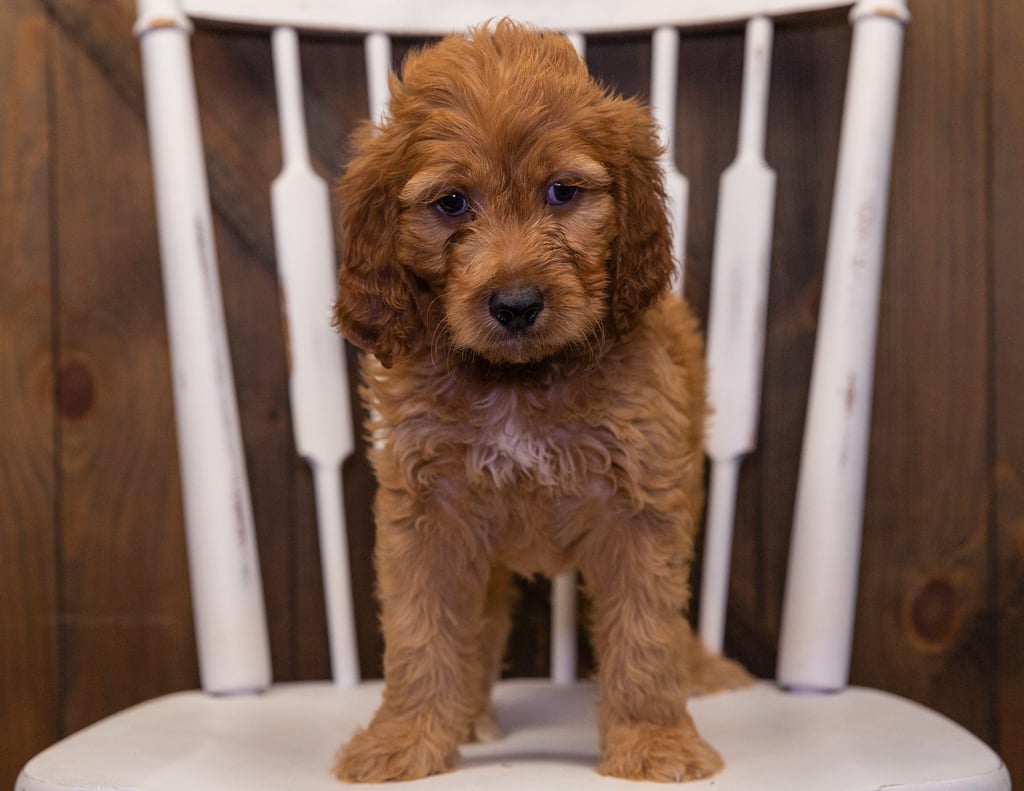 Zeus came from Hazel and Scout's litter of F1 Irish Doodles
