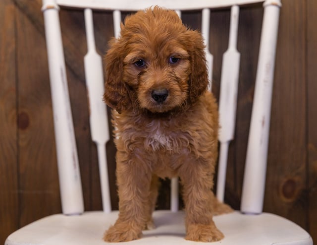 This litter of Irish Doodles are of the F1 generation.