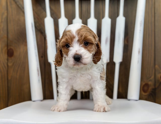 Xono came from Lucy and Taylor's litter of F1 Cavapoos