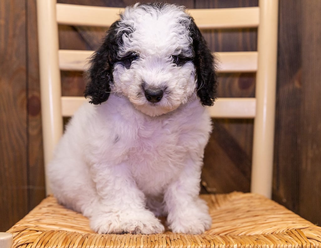 A picture of a Charger, one of our Mini Bernedoodles puppies that went to their home in Iowa