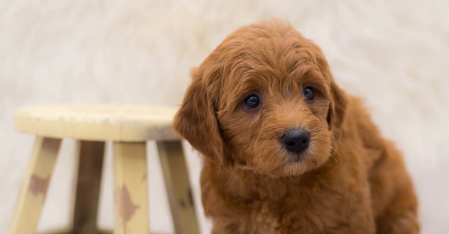 A picture of a Sally, a gorgeous Mini Goldendoodles for sale