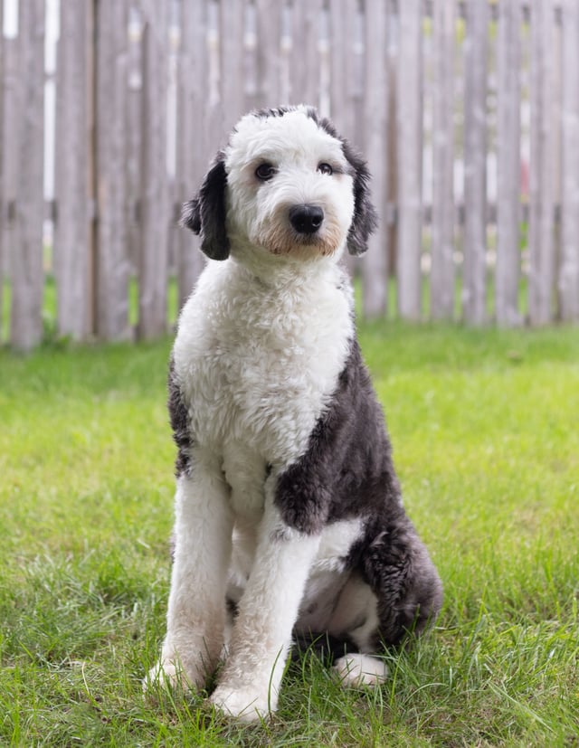 Harper is an F1 Sheepadoodle and a mother here at Poodles 2 Doodles - Best Sheepadoodle and Goldendoodle Breeder in Iowa