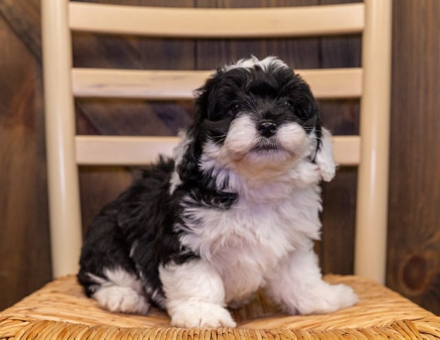 A picture of a Anton, one of our Mini Bernedoodles puppies that went to their home in Colorado