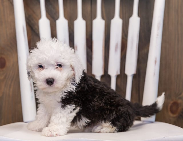 Tibet is an F1 Sheepadoodle that should have  and is currently living in Nevada