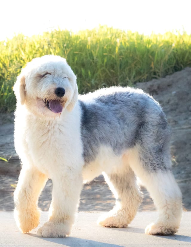 Kaze is an  Old English Sheepdog and a mother here at Poodles 2 Doodles - Best Sheepadoodle and Goldendoodle Breeder in Iowa