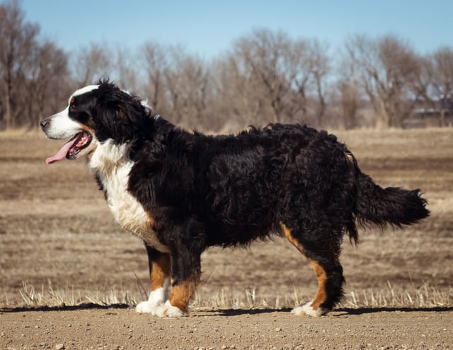 A picture of one of our Bernese Mountain Dog mother's, Percy.