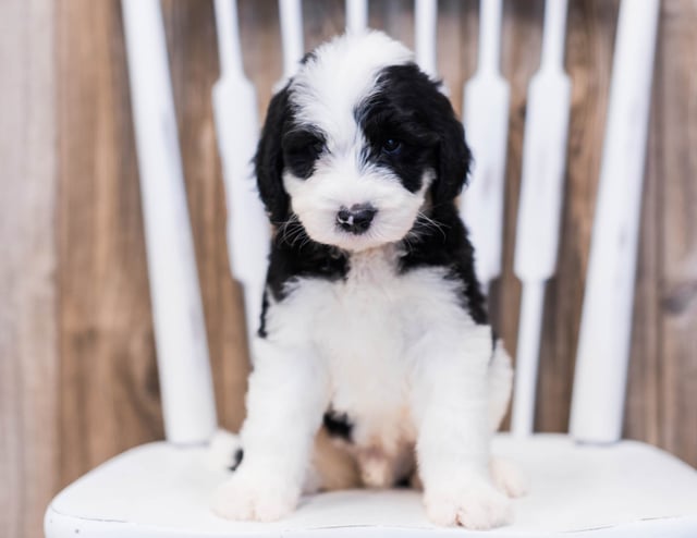 Eldo is an F1 Sheepadoodle that should have  and is currently living in Illinois