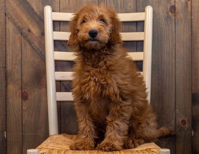 Harry came from Aspen and Reggie's litter of F1 Goldendoodles