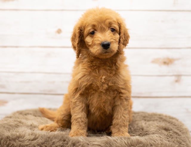 A picture of a Oggy, one of our Mini Goldendoodles puppies that went to their home in South Dakota