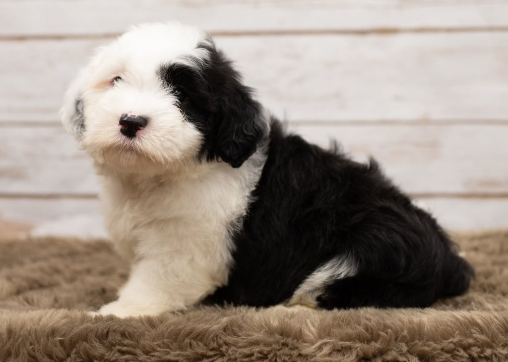 A picture of a Lucy, one of our Mini Sheepadoodles puppies that went to their home in Illinois