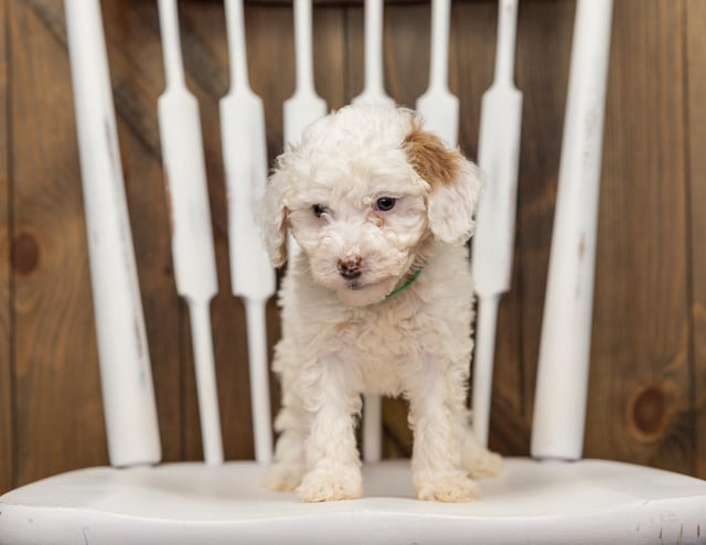 Ebi came from Zara and Milo's litter of F1BB Goldendoodles