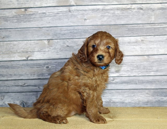 Udelle came from Penny and Taylor's litter of F1B Goldendoodles