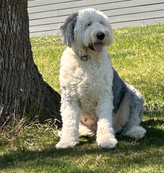 A picture of one of our Old English Sheepdog mother's, Willow.