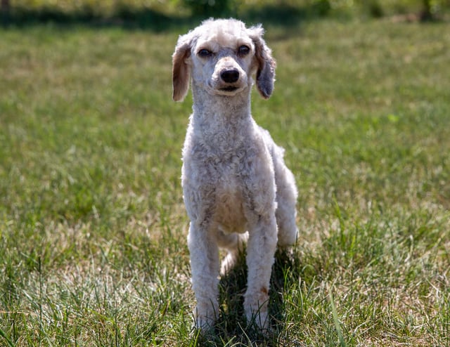 Frosty is an  Old English Sheepdog and a father here at Poodles 2 Doodles - Best Sheepadoodle and Goldendoodle Breeder in Iowa