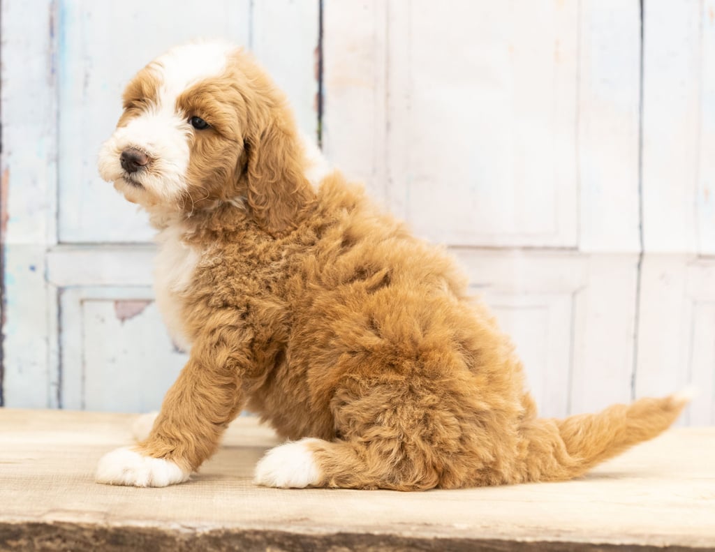 Wara is an F1B Goldendoodle that should have  and is currently living in Iowa
