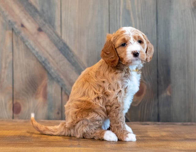 Heidi came from Heidi and Scout's litter of F1B Goldendoodles