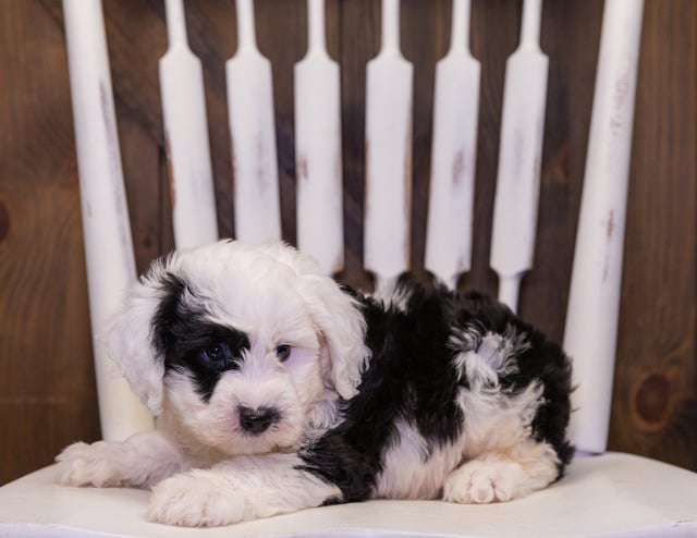 Luther is an F1 Sheepadoodle that should have  and is currently living in California