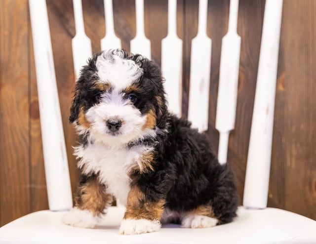 Ivy came from Della and Stanley's litter of F1 Bernedoodles