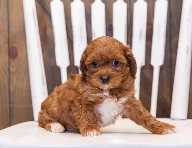 A picture of a Poppy, one of our  Cavapoos puppies that went to their home in Texas